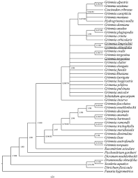 Attēlu rezultāti vaicājumam “Grimmia muehlenbeckii sporophyte”
