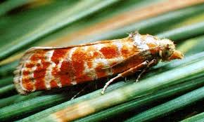 Attēlu rezultāti vaicājumam “Rhyacionia pinicolana”