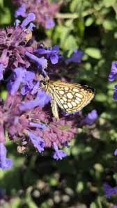 Attēlu rezultāti vaicājumam “Heteropterus morpheus”