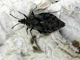 Attēlu rezultāti vaicājumam “Aradus betulae”