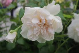 「花薔薇エルフ」の画像検索結果