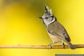 Attēlu rezultāti vaicājumam “Lophophanes cristatus adult”