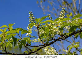 Attēlu rezultāti vaicājumam “Prunus padus var. roseiflora flower”