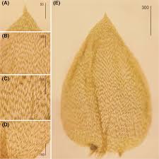 Attēlu rezultāti vaicājumam “Plagiothecium laetum”