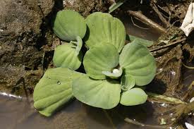 Attēlu rezultāti vaicājumam “Pistia stratiotes”
