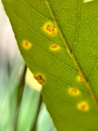 Attēlu rezultāti vaicājumam “Melampsora epitea”