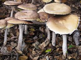 Attēlu rezultāti vaicājumam “Trichia ambigua macro”