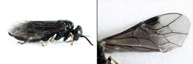 Attēlu rezultāti vaicājumam “Caliroa annulipes”