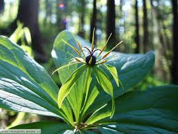 Attēlu rezultāti vaicājumam “Paris quadrifolia”