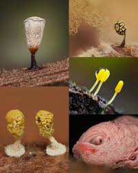 Attēlu rezultāti vaicājumam “Didymium clavus stalked”