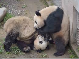 Résultat de recherche d'images pour "pandas"