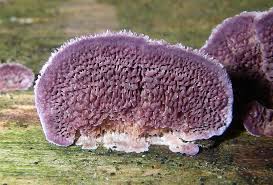 Attēlu rezultāti vaicājumam “Trichaptum abietinum”