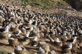 Image result for albatross dead chick