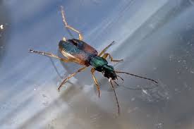 Attēlu rezultāti vaicājumam “Anchomenus dorsalis”