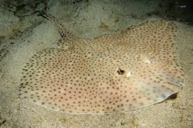 Image result for Raja asterias