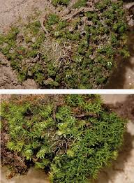 Attēlu rezultāti vaicājumam “Gymnostomum calcareum”