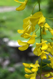 Attēlu rezultāti vaicājumam “Laburnum alpinum flower”