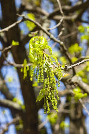 Attēlu rezultāti vaicājumam “Quercus robur male flower”