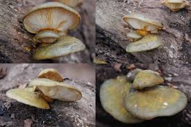 Attēlu rezultāti vaicājumam “Panellus serotinus”