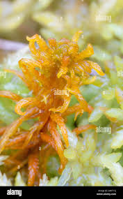 Attēlu rezultāti vaicājumam “Sphagnum contortum”