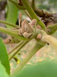 Attēlu rezultāti vaicājumam “Juglans mandshurica female flower”