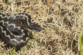 Attēlu rezultāti vaicājumam “Vipera berus adult”
