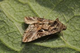 Attēlu rezultāti vaicājumam “Autographa gamma”