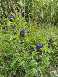 Attēlu rezultāti vaicājumam “Gentiana cruciata bud”