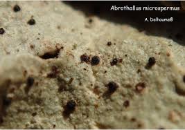 Attēlu rezultāti vaicājumam “Vouauxiomyces santessonii”