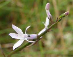 Attēlu rezultāti vaicājumam “Lobelia dortmanna flower”
