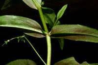 Attēlu rezultāti vaicājumam “Veronica scutellata bud”