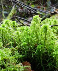 Attēlu rezultāti vaicājumam “Sphagnum squarrosum”