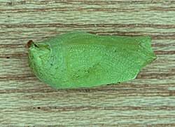 Attēlu rezultāti vaicājumam “Pararge aegeria”