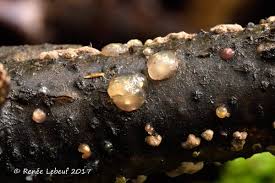 Attēlu rezultāti vaicājumam “Myxarium nucleatum”