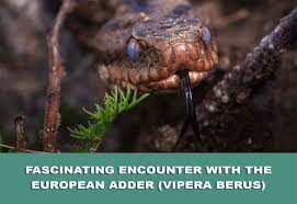Attēlu rezultāti vaicājumam “Vipera berus”