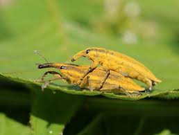 Attēlu rezultāti vaicājumam “Lixus iridis”