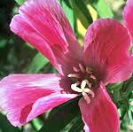 Attēlu rezultāti vaicājumam “Cephaloziella hampeana”