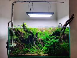 Attēlu rezultāti vaicājumam “Najas tenuissima leaf”