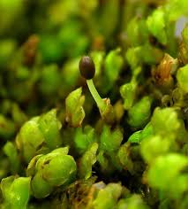 Attēlu rezultāti vaicājumam “Scapania apiculata”