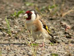 Attēlu rezultāti vaicājumam “Carduelis carduelis adult”