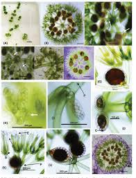 Attēlu rezultāti vaicājumam “Nitella sp.”