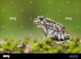 Attēlu rezultāti vaicājumam “Pseudepidalea viridis adult”