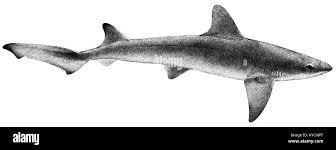 Image result for Mustelus canis