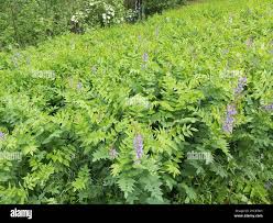 Attēlu rezultāti vaicājumam “Galega orientalis leaf”