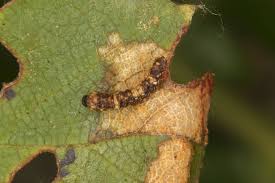 Attēlu rezultāti vaicājumam “Falcaria lacertinaria”