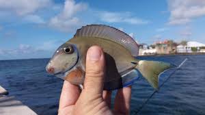 Image result for Acanthurus bahianus