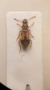 Attēlu rezultāti vaicājumam “Notoxus monoceros”