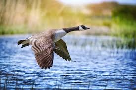 Image result for Branta canadensis