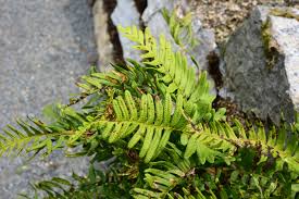 Attēlu rezultāti vaicājumam “Polypodium vulgare”