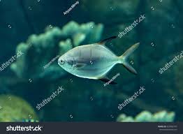 Image result for Trachinotus falcatus